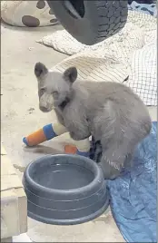  ?? LAKE TAHOE WILDLIFE CARE ?? A bear cub that was taken in for treatment after it suffered burns in a wildfire to Lake Tahoe Wildlife Care in South Lake Tahoe.