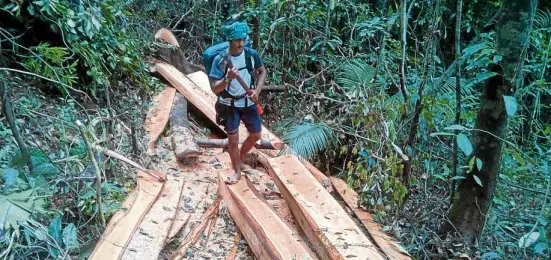 ?? —PHOTO FROM DENR ?? UNARMED A forester, armed with only an ax, joins an inspection of seized logs from Sierra Madre.