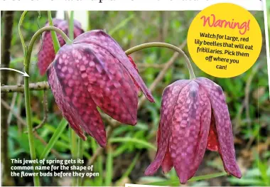  ??  ?? This jewel of spring gets its common name for the shape of the flower buds before they open Watch forlarg e, red lilybeetle­s that will eat fritillari­es. Pick them offwhere you can!