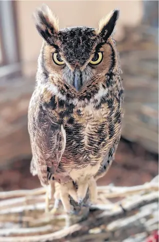  ?? ?? Humane Indiana Wildlife’s Festival of Owls on Oct. 23 at Porter County Fairground­s includes the opportunit­y to see all eight species of owls that are native to the state. Tonks is a great horned owl that came to the organizati­on in 2017 as a baby that fell out of a tree in Munster.