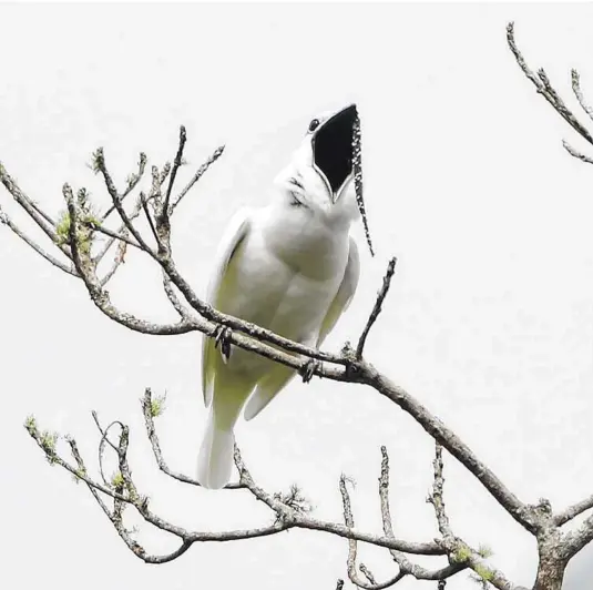  ?? Anselmo D’Affonseca / New York Times ?? According to a paper published in Current Biology, the white bellbird boasts the loudest birdsong ever recorded.