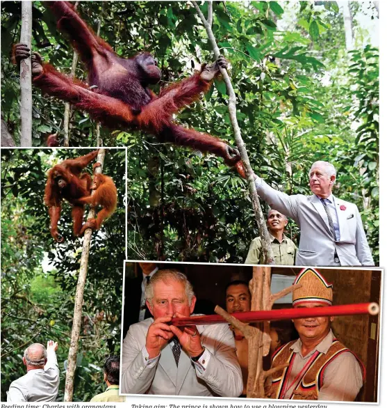  ??  ?? Feeding time: Charles with orangutans Taking aim: The prince is shown how to use a blowpipe yesterday