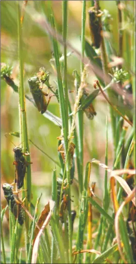  ?? (Courtesy Photo/U.S. Department of Agricultur­e’s Animal and Plant Health Inspection Service) ?? Grasshoppe­rs seen eating plants in this undated photo. When their population­s can reach outbreak levels they can cause serious ecological damage and economic losses especially during periods of drought.