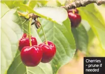  ??  ?? Cherries – prune if needed
