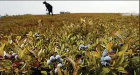  ?? ROBERT F. BUKATY - THE ASSOCIATED PRESS ?? In this Friday, Aug. 24, photo, a worker rakes wild blueberrie­s at a farm in Union, Maine. Unlike cultivated blueberrie­s, which are grown in states such as New Jersey and Washington, wild blueberry fields contain different varieties, which results in different sizes and colors. Nearly 100 percent of the crop is frozen, and they are used in a host of frozen and processed foods.