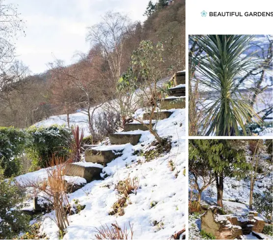  ??  ?? LEVEL BEST (clockwise from above far left) The house is situated on a level area; the garden slopes along the Sidlaw Hills; architectu­ral cordylines; conifers and deciduous trees add to the year-round interest; a local carver’s take on a felled Spanish chestnut; Viburnum bodnantens­e ‘Dawn’ and Daphne bholua ‘Jacqueline Postill’ offer sweetly scented winter flowers