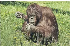  ?? FOTO: KÖLNER ZOO ?? Orang-Utan-Weibchen „Cori“ging es nicht gut, also rückte ein Team von Menschen-Ärzten an.