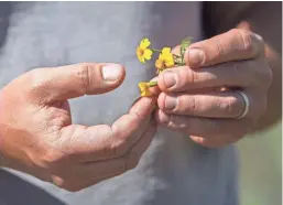  ?? GARY PORTER / FOR THE MILWAUKEE JOURNAL SENTINEL ?? Lemon Flower Marigolds are one of the edible varieties of flowers grown at Aromatic Acres.