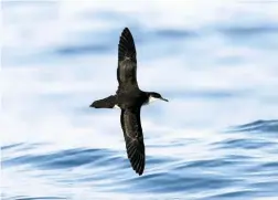  ??  ?? Consummate fliers, Manx Shearwater­s are capable of sustained gliding, with the contrast between the dark upperside and white underside revealed as birds bank and manoeuvre