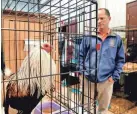  ?? THE OKLAHOMAN FILE ?? A rooster confiscated from an alleged cockfighting ring is viewed in 2019 by Jon Gary, superinten­dent of Oklahoma City Animal Welfare Division.