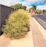  ??  ?? Last month bushes and shrubs obstructed the sidewalk, sometimes completely covering it, along Seven Bar Loop north of Ellison Drive NW.