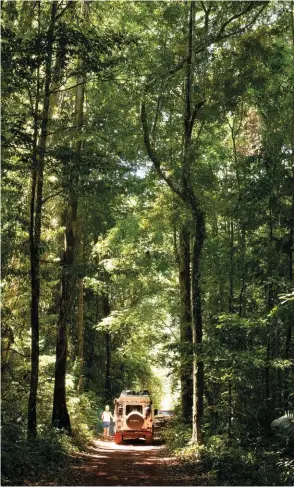  ??  ?? Links, van bo na onder. Die Gerickes ry op ’n smal paadjie in die reënwoud in Suriname; In die Amasonereë­nwoud is baie kleurryke voëls, maar dis moeilik om hulle in die blaredak te sien. Vroegoggen­d trek swerms arapapegaa­ie en ander voëls saam by oop kleikolle langs die oewer om aan die voedsame klei te knabbel.