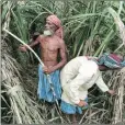  ?? Subhamdutt­a ?? Farmers at a sugarcane plantation in Murshidaba­d.