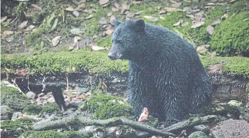  ?? TED ALAN STEDMAN ?? The remote Gribbell Island is home to roughly 40 black bears, but it's most famous for an evolutiona­ry enigma: the “spirit bear” of ancient lore.