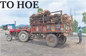  ?? ?? A farmer prepares to unload oil palm bunches at a mill at Dwaraka Tirumala in the southern state of Andhra Pradesh.