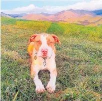  ??  ?? Titan, pitbull terrier from Edenham Station, is a hardworkin­g farm dog with a goofy nature.