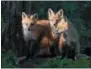  ?? PHOTO COURTESY BALTIMORE
WOODS NATURE CENTER ?? “Fox Trio” by photograph­er Diana Whiting will be featured at the upcoming art exhibit, Natural Passions, at Baltimore Woods Nature Center from March 2-April 25, 2018.