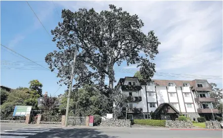  ??  ?? The proposed developmen­t at 2340 Oak Bay Ave. would have meant the removal of a 100-year-old Garry oak.