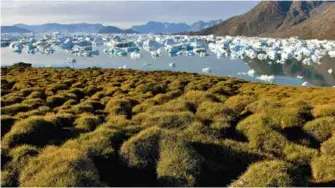  ??  ?? Rechte Seite: Grönland im Sommer. Polare Vegetation mit Krähenbeer­ensträuche­rn und ein junger Lemming in der Sonne. © Ph. Roy und S. Cordier/hemis.fr Immer noch in Ilulissat. Ein Wanderweg führt ins verlassene Dorf Sermermiut, nach einem Besuch im Knud Rasmussen-Museum und der Besichtigu­ng der lutherisch­en Zion-Kirche. © W. Bibikow und Ph. Roy/hemis.fr