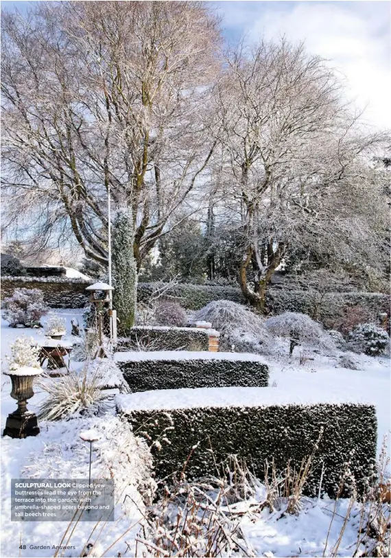  ??  ?? SCULPTURAL LOOK Clipped yew buttresses lead the eye from the terrace into the garden, with umbrella-shaped acers beyond and tall beech trees