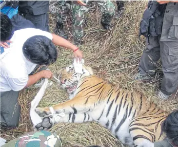  ??  ?? BURNING BRIGHT NO MORE: Wildlife officials fail to save the life of a wounded tiger found in a cassava plantation in Lampang.