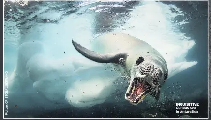  ??  ?? INQUISITIV­E Curious seal in Antarctica