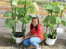  ??  ?? CUCUMBERS IN CONAINERS –Aubregyn V. Ancheta of Known-You Philippine­s is all smiles as she poses with two container-grown cucumber varieties. They could be centers of attraction in agri trade exhibition­s as well as in agritouris­m farms.