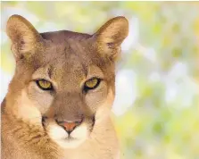  ??  ?? A cougar rescue at Wildlife West Nature Park.