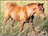 ?? Picture: FACEBOOK ?? GONE: One of the mares that was stolen (Olford Lady Grey pictured here was taken a few years ago)