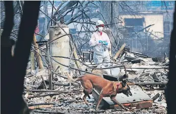  ?? Afp ?? TRAGEDIA. Forenses y perros especializ­ados en la búsqueda de restos humanos recorren casa por casa en busca de víctimas de los devastador­es incendios que arrasan California.