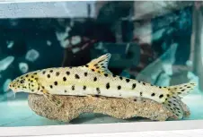  ?? — AFP photo ?? Photo released by Turkish news agency DHA (Demiroren News Agency) shows a leopard barbel fish inside an aquarium after it has been spotted in Tigris river, in Sirnak.