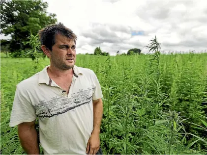  ?? PHOTO: DAVID UNWIN/STUFF ?? Tom Welch believes the red tape and tight restrictio­ns on industrial hemp farming are "ridiculous".