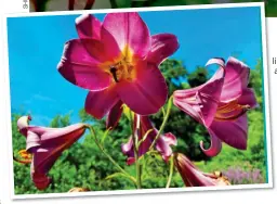  ??  ?? REACHING FOR THE SKY: Tree lilies li are ideal against a walls due to their height. Left: The Pink Perfection variety