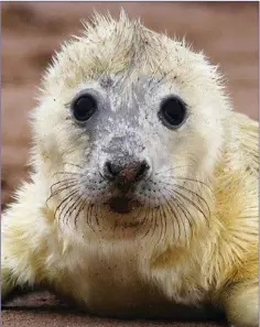  ??  ?? Baby seals must quickly learn to catch fish and become independen­t before their mothers abandon them.