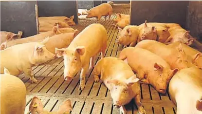 ?? (LA VOZ/ARCHIVO) ?? Riesgo. En las granjas porcinas hay preocupaci­ón por que el coronaviru­s pueda afectar la faena.