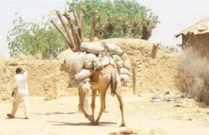  ??  ?? Vincent A. Yusuf (Abuja) Itodo Daniel Sule (Jalingo) Hope Abah, (Makurdi) & Beatrice Onuchukwu (Awka)
Camels used for farming and transporta­tion of farm produce