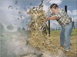  ?? Scott Sady Associated Press ?? RASPBERRY plants are burned during a cyclospori­asis outbreak in Guatemala.