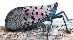  ?? SUBMITTED PHOTO ?? The spotted lanterfly has spread to much of southeaste­rn Pennsylvan­ia.