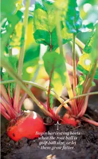  ??  ?? Begin harvesting beets when the root ball is golf-ball size, or let them grow fatter.