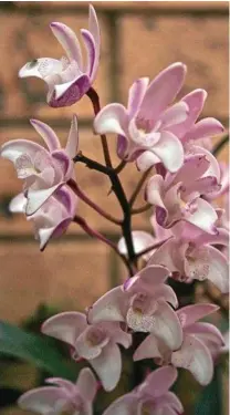  ??  ?? The subtle beauty of the pink rock orchid (Dendrobium kingianum) may dazzle you at the Native Orchid Society's show at St John's Lutheran Church Hall.