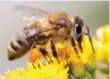  ?? DREAMSTIME ?? There are more than 700 native bee species in Canada.