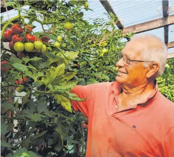  ?? FOTO: EVA WINKHART ?? Dieter Wuttge hat ein Händchen für Tomaten.