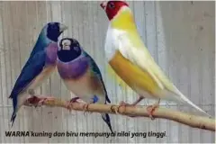  ?? ?? WARNA kuning dan biru mempunyai nilai yang tinggi.