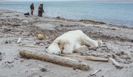  ?? AP PHOTO ?? SAD ENDING: Authoritie­s examine the coastline after a polar bear attacked and injured a polar bear guard who was leading tourists off a cruise ship on the Svalbard archipelag­o between Norway and the North Pole.