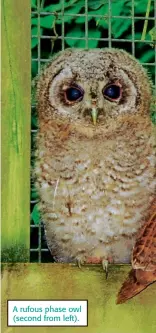  ??  ?? A rufous phase owl (second from left).