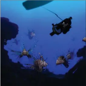  ?? ROBOTS IN SERVICE OF THE ENVIRONMEN­T VIA AP ?? In this artist rendering provided by Robots in Service of the Environmen­t, a new robot that hunts the dangerous and invasive lionfish made its debut in Bermuda in April. It stuns lionfish with an electric current and then the fish is vacuumed into a...