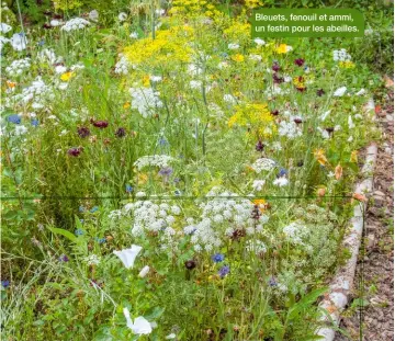  ??  ?? Bleuets, fenouil et ammi, un festin pour les abeilles.