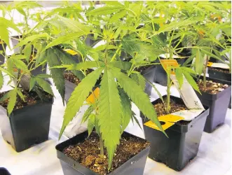  ?? RYAN REMIORZ/THE CANADIAN PRESS ?? The new Aurora cannabis facility in Montreal. CanniMed says it has adopted a plan “to ensure that all shareholde­rs are fairly treated, well informed and not subject to coercive bids.”