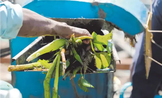  ?? FOTOS: BAZ RATNER/REUTERS ?? En Kisumu,
Kenia, ya se ha puesto en práctica la trituració­n de desechos para convertirl­os en biogás, con excelentes resultados