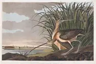  ??  ?? After John James Audubon (1785-1851), Long-billed Curlew. Hand-colored etching with aquatint and engraving. Courtesy Copley Fine Art Auctions. Estimate: $40/60,000